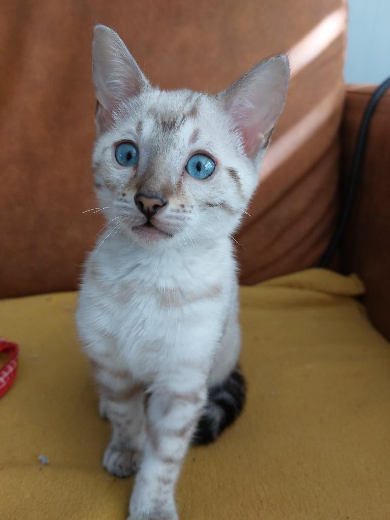 Een prachtig sneeuwbengaal kitten met blauwe ogen., Dieren en Toebehoren, Poes, Met stamboom, 0 tot 2 jaar