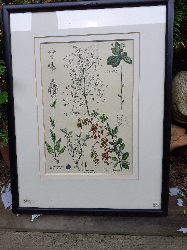 Ingelijste Botanische Prent - 1860, Bloemen, Ophalen of Verzenden, Klassiek, Print