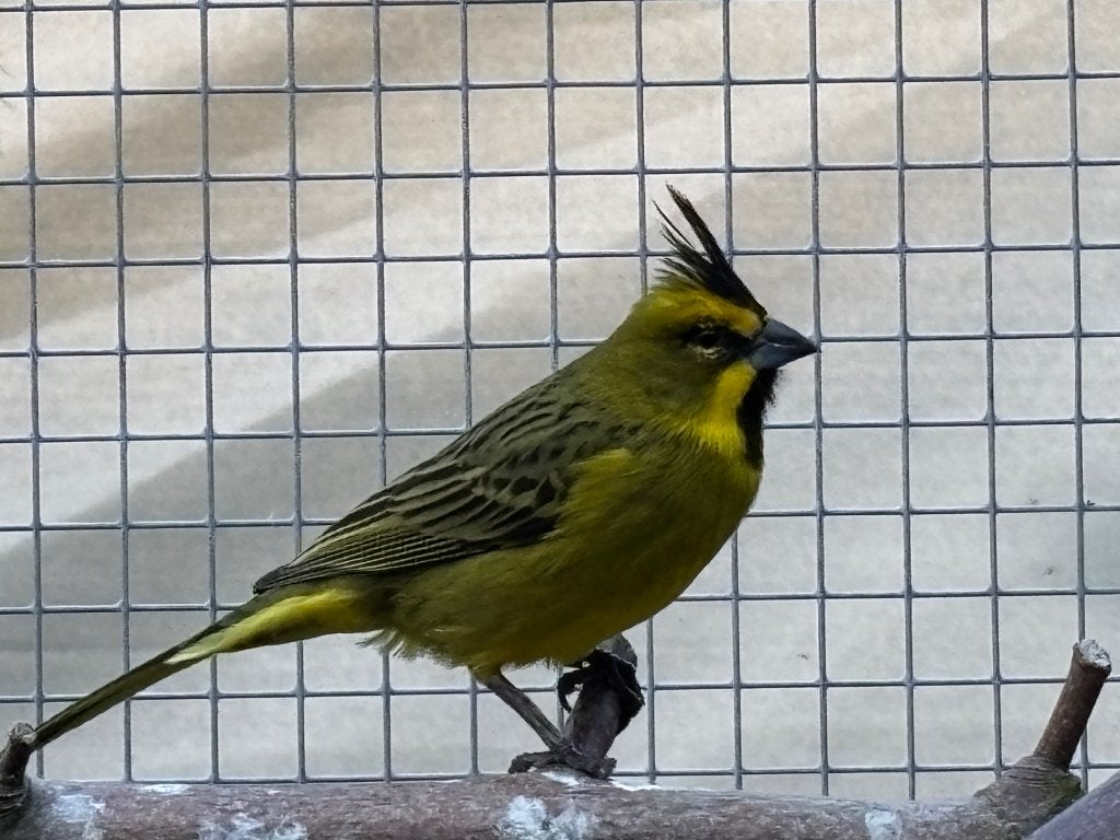 Groene kardinaal man, Dieren en Toebehoren, Vogels | Overige Vogels, Mannelijk, Tropenvogel, Geringd