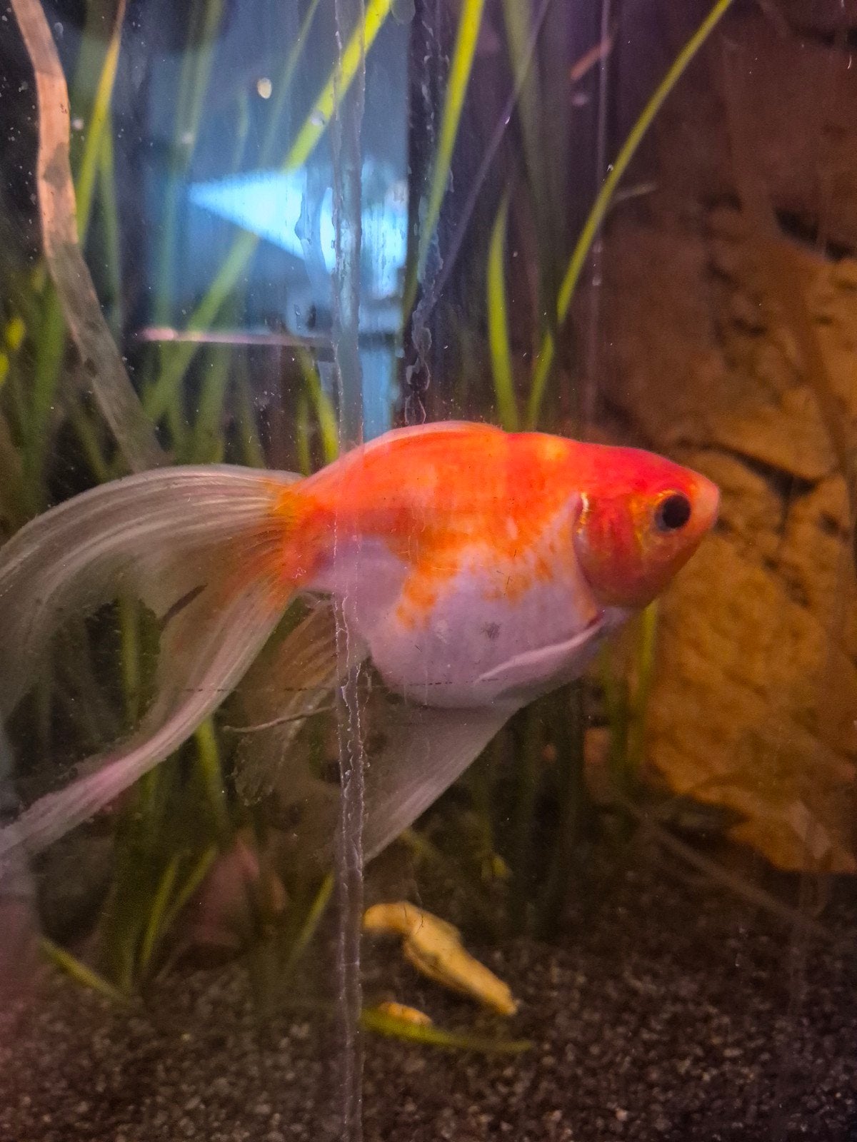 Gratis goudvis, Dieren en Toebehoren, Vis