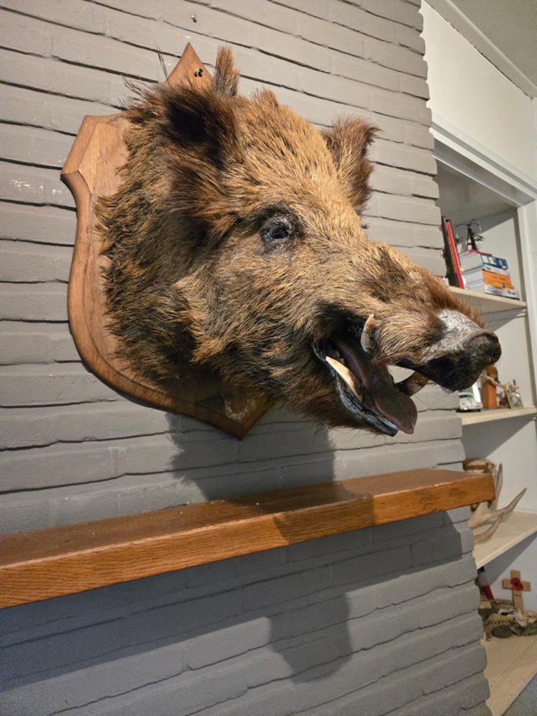 Opgezette Wild zwijn kop - Uniek decoratiestuk, Verzamelen, Dierenverzamelingen, Ophalen, Gebruikt, Wild dier, Opgezet dier