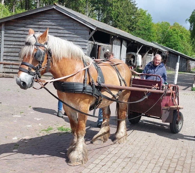 rij pony, paard, veulen, beleerd en onbeleerd, trekpaard, Meerdere dieren, E pony (1.48m - 1.57m), Gechipt, 3 tot 6 jaar