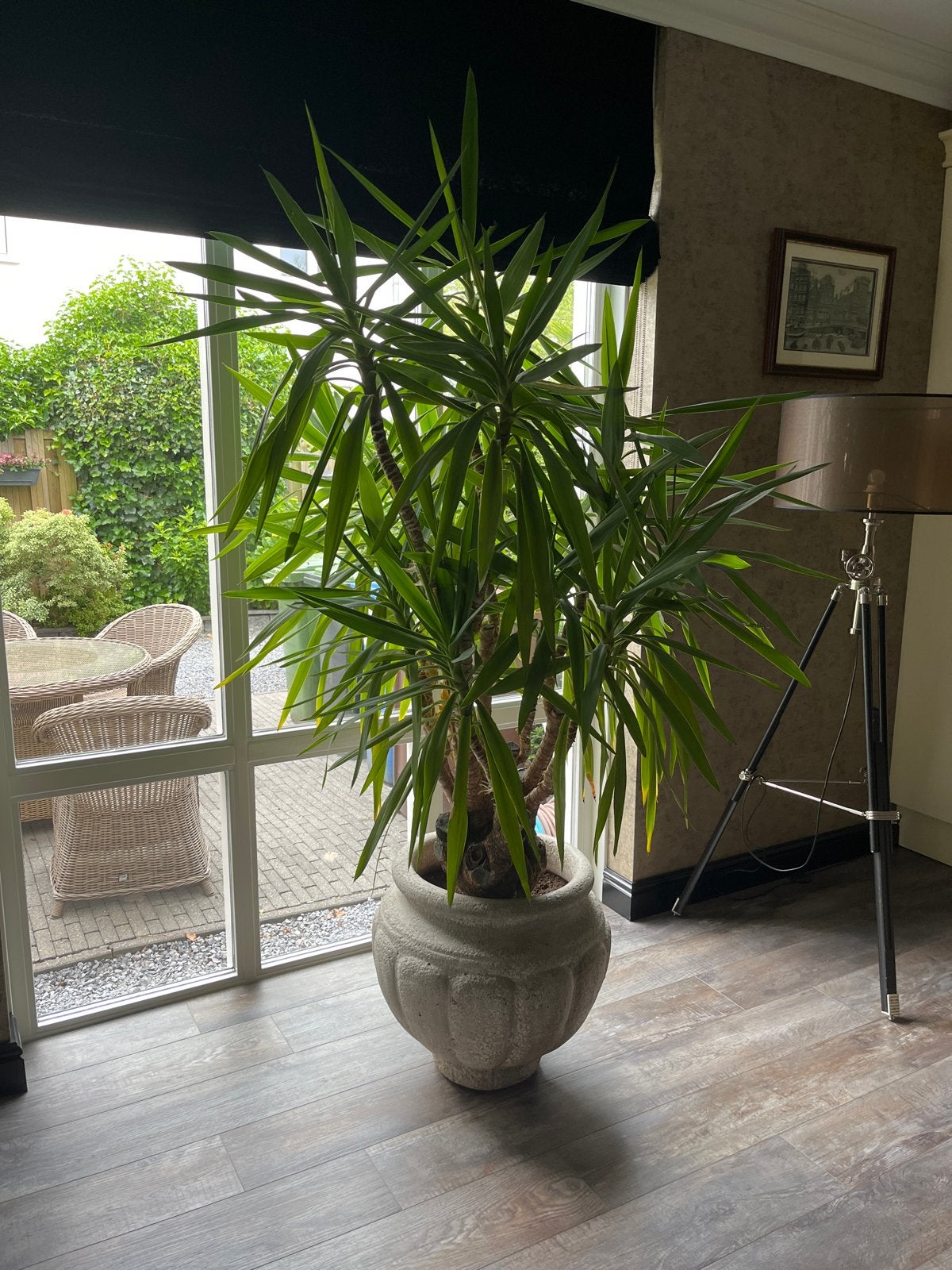 Grote Yucca in sierpot - Perfect voor binnen of buiten, Ophalen, In pot, Yucca, 150 tot 200 cm