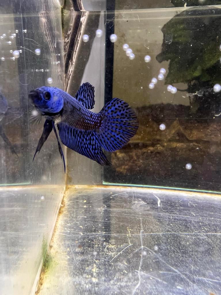 Blue alien betta, Dieren en Toebehoren, Vissen | Aquariumvissen, Vis