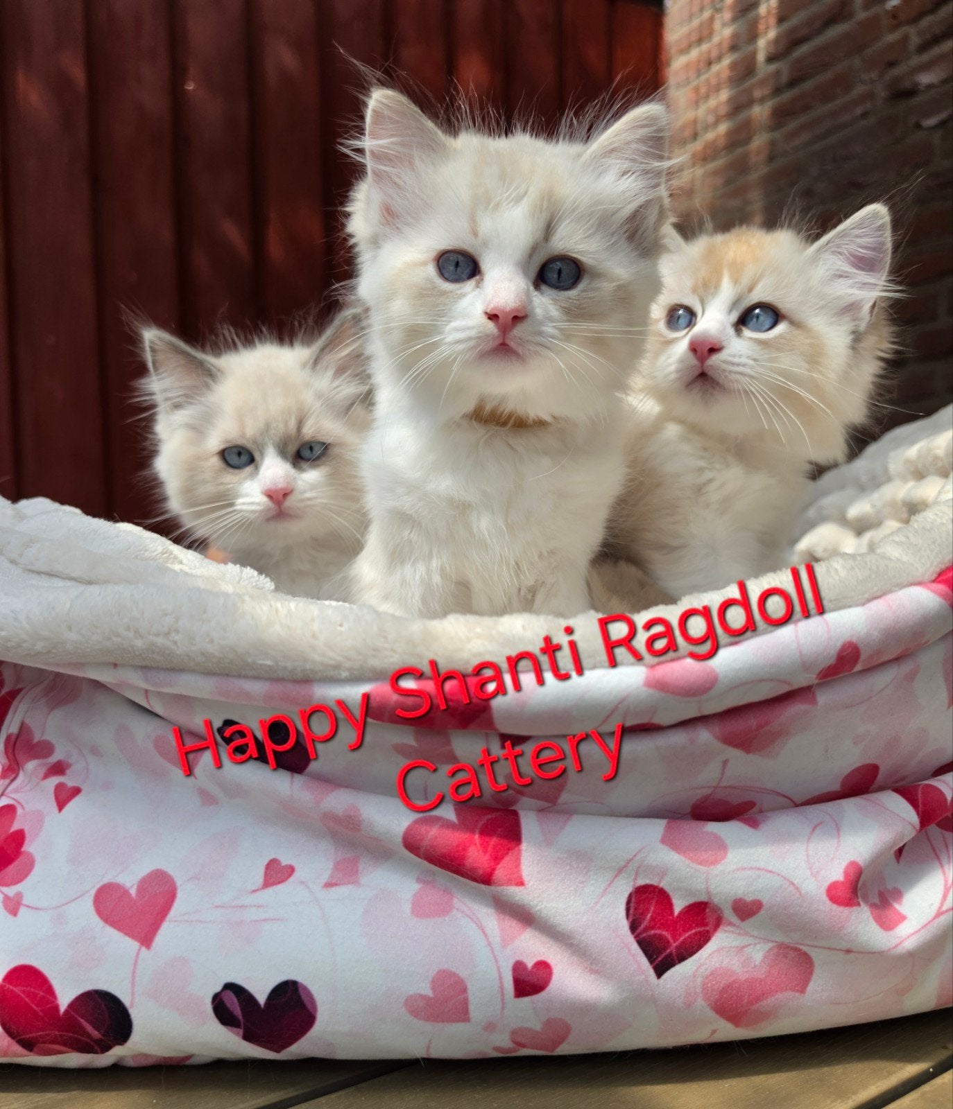 Mooie ragdoll kittens, Poes, Met stamboom, 0 tot 2 jaar