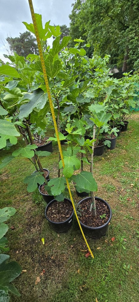 vijgenplanten, Ophalen, In pot, Bloeit niet, 100 tot 250 cm