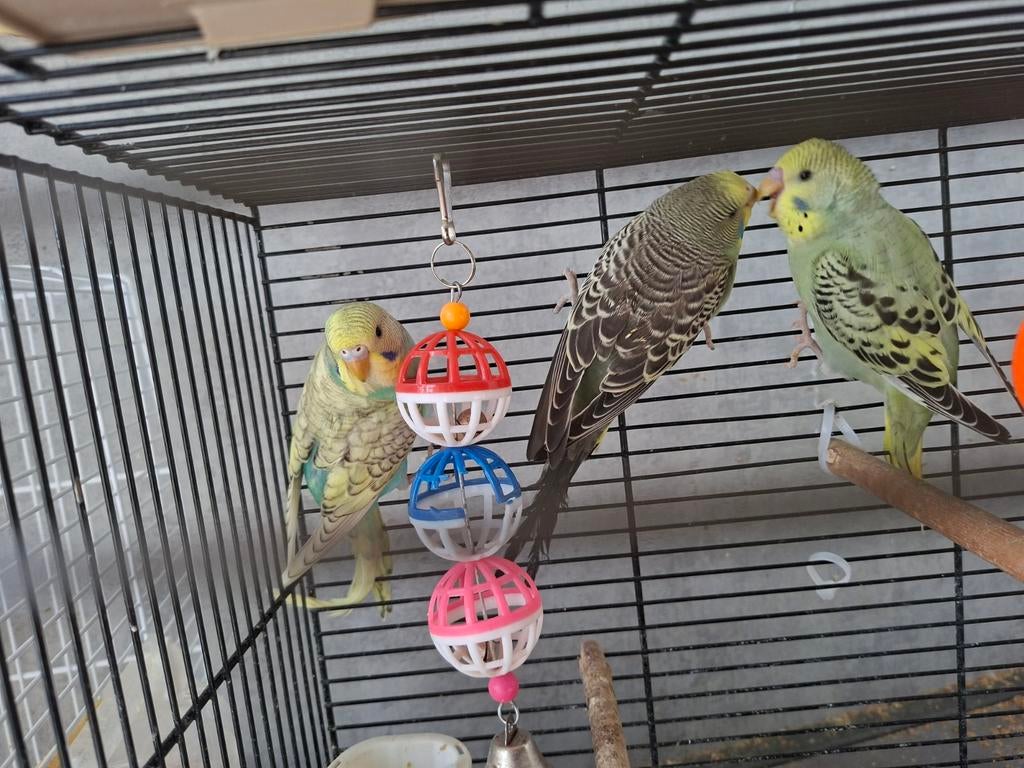 Jonge grasparkietjes alle kleuren., Ophalen of Verzenden, Nieuw, Hout, Vogelkooi