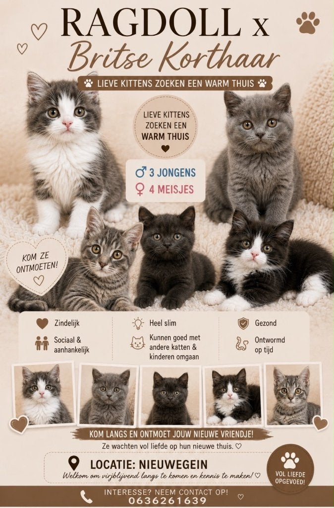 Prachtige Britse korthaar x Ragdoll kittens, Dieren en Toebehoren, Katten en Kittens | Raskatten | Langhaar, Meerdere dieren, Ontwormd