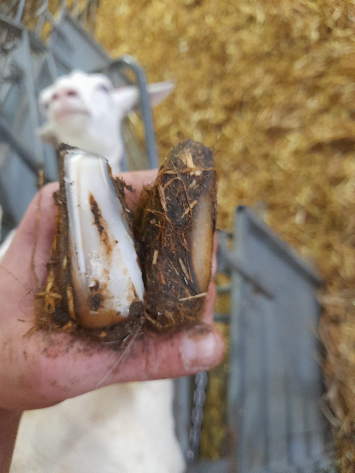 schapen & geiten bekappen, Meerdere dieren, Schaap