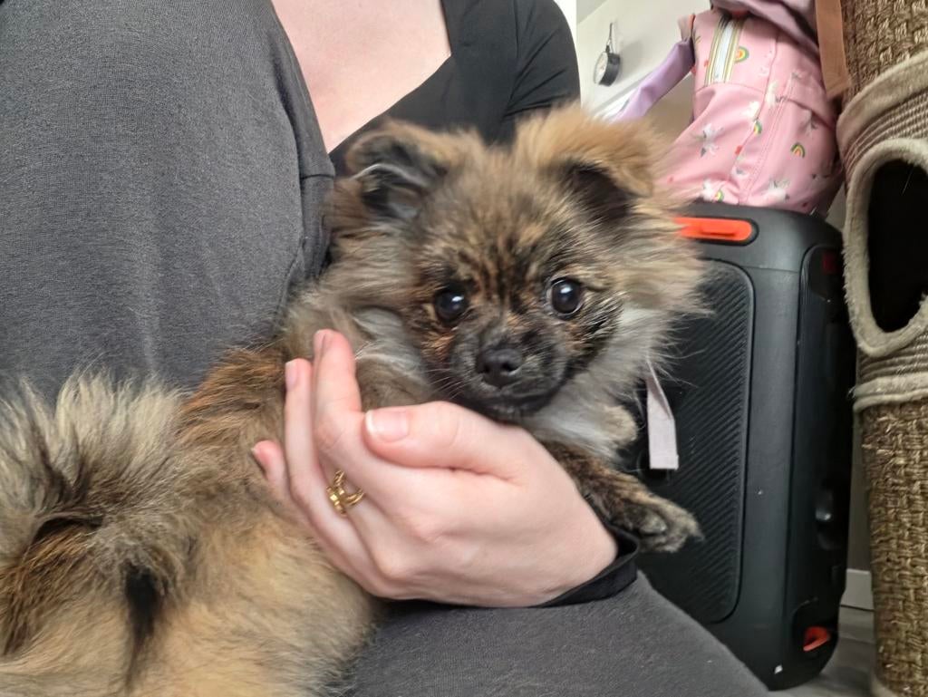 Super lief pomeriaan teefje, Dieren en Toebehoren, 15 weken tot 1 jaar, Overige rassen, Teef, Parvo