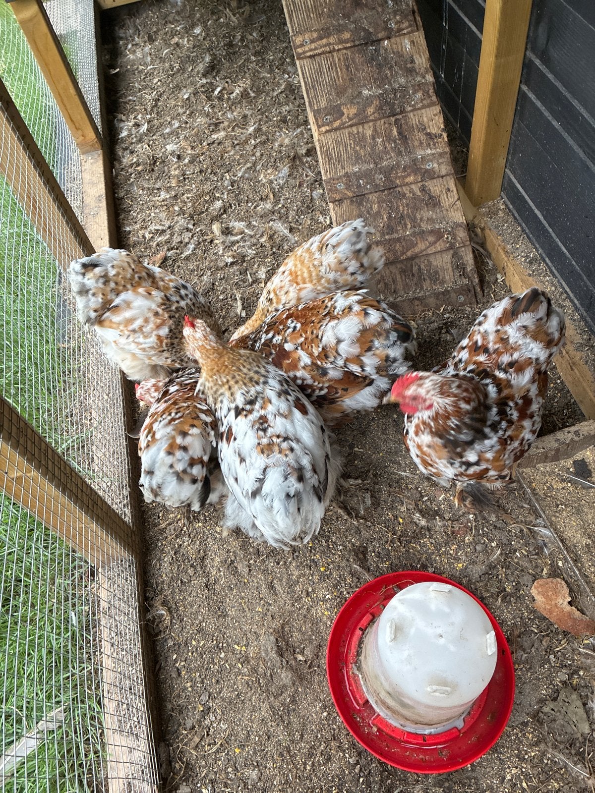 Mooie cochin kriel hannen, Dieren en Toebehoren, Pluimvee