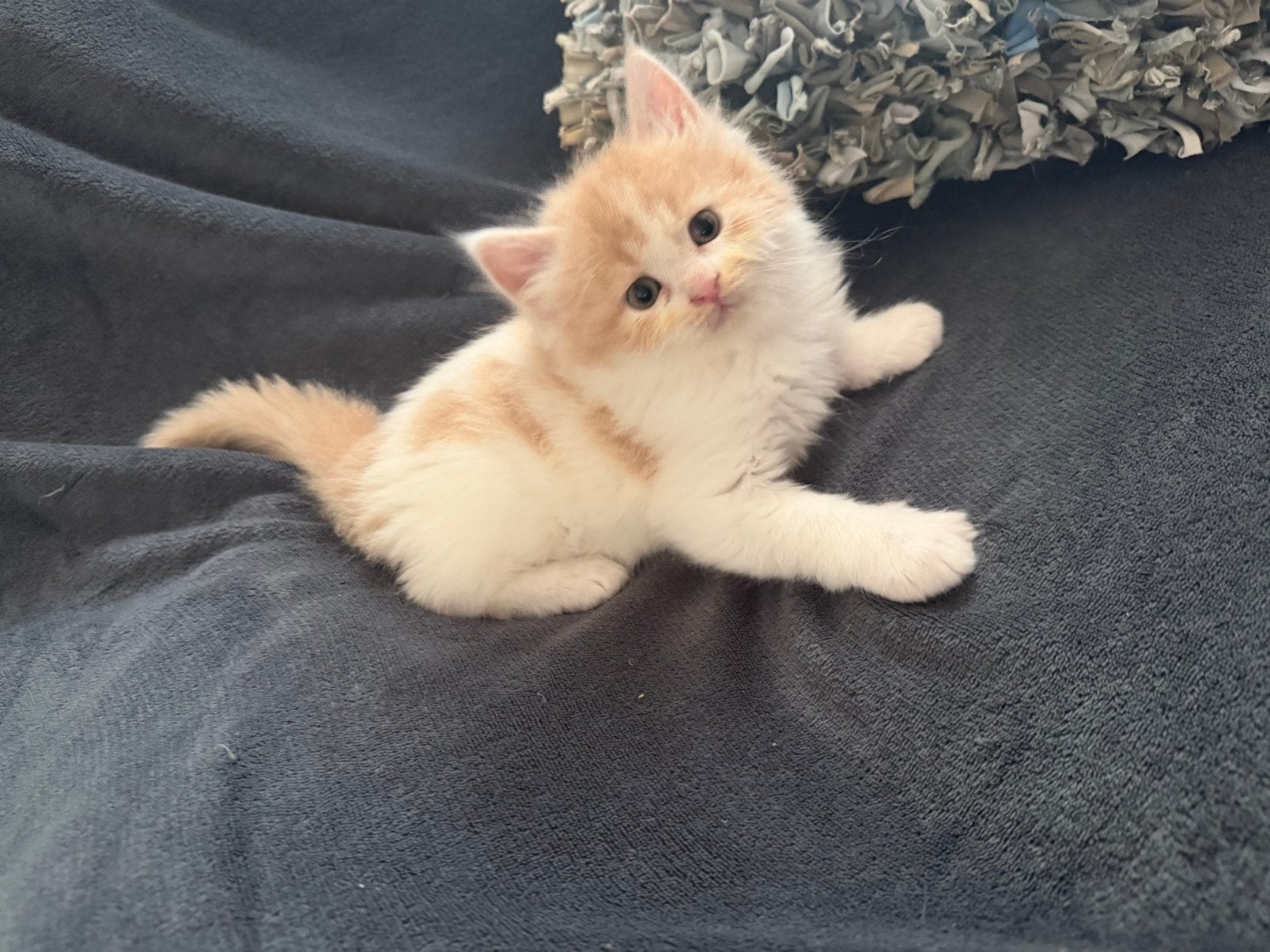 1 prachtige Maine Coon / Pers katers kittens, Kater, Ontwormd