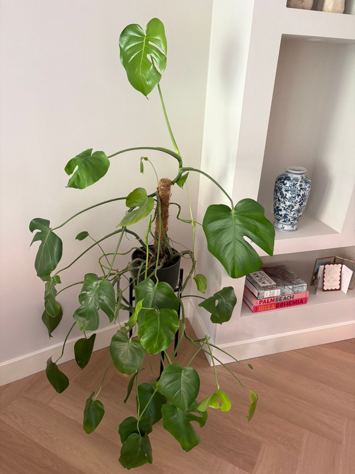 Monstera kamerplant inclusief pot, Ophalen, Halfschaduw, Minder dan 100 cm