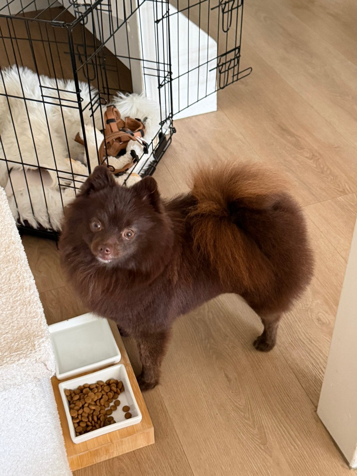 Pomeranian (Dwergkees) dekreu, Dieren en Toebehoren, Honden | Dekreuen, Reu, 1 tot 2 jaar, Parvo, Eén hond