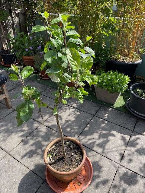 Elstar appelboom, Ophalen, Lente, Volle zon, Appelboom