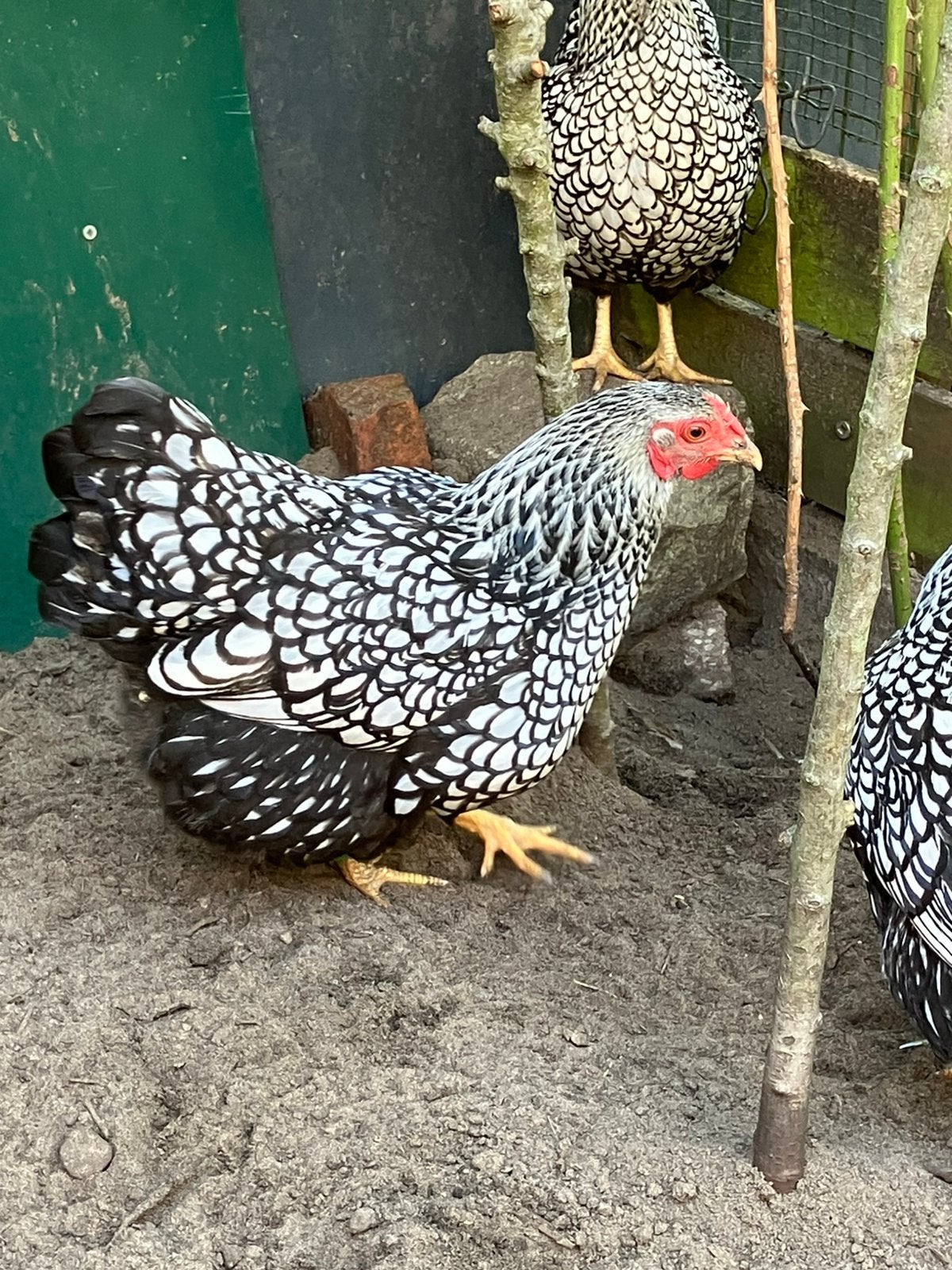 Wyandotte kriel zilver zwart gezoomd, Dieren en Toebehoren, Vrouwelijk, Kip
