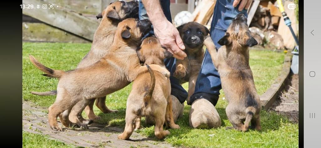 Sportieve hondjes voor een Sportieve prijs Nog 2 teefjes, Teef, Meerdere, Herder, Nederland