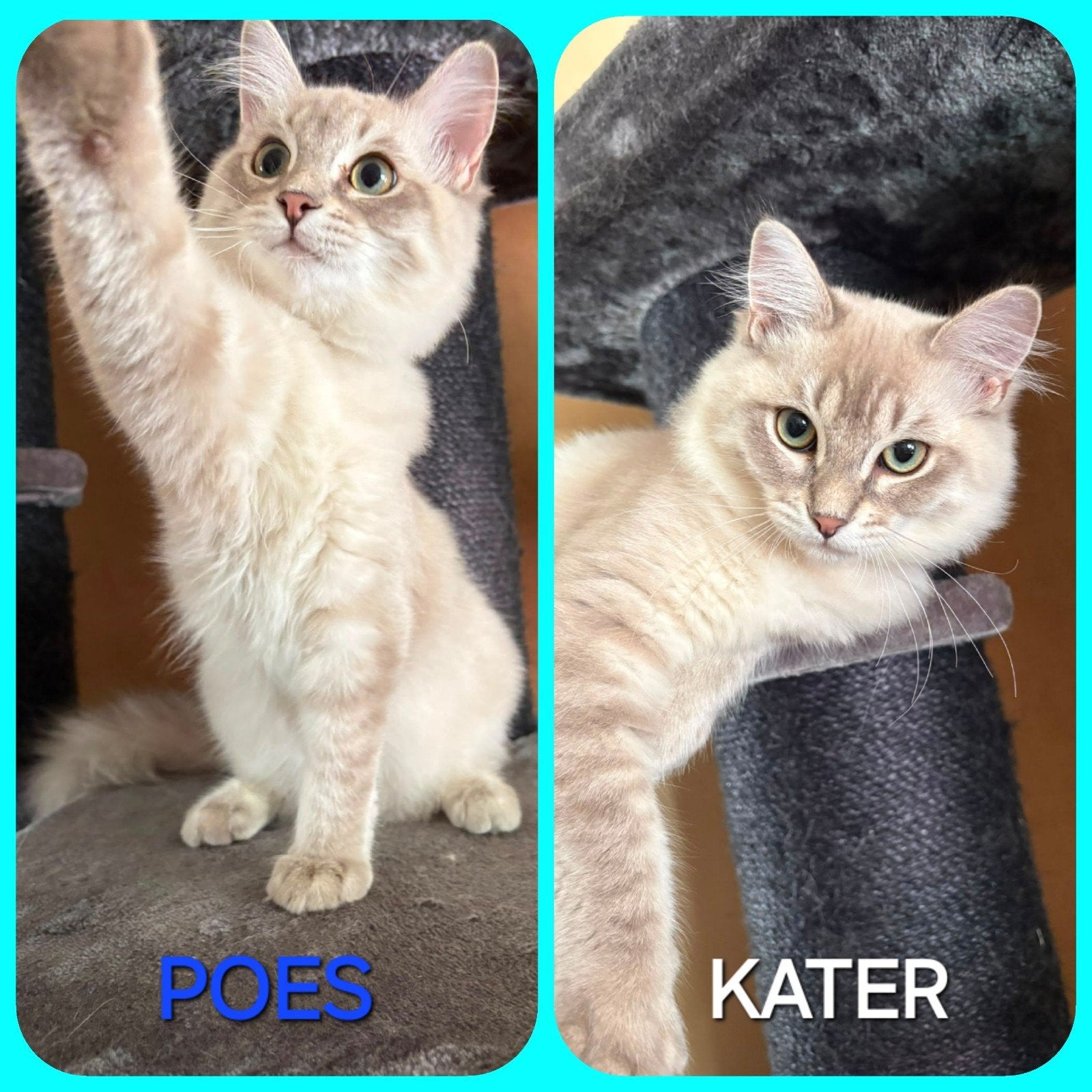 RAGDOLL KITTENS ( OP ZOEK NAAR EEN LIEFDEVOL MANDJE.❤️. ), Meerdere dieren, Langharig, 0 tot 2 jaar