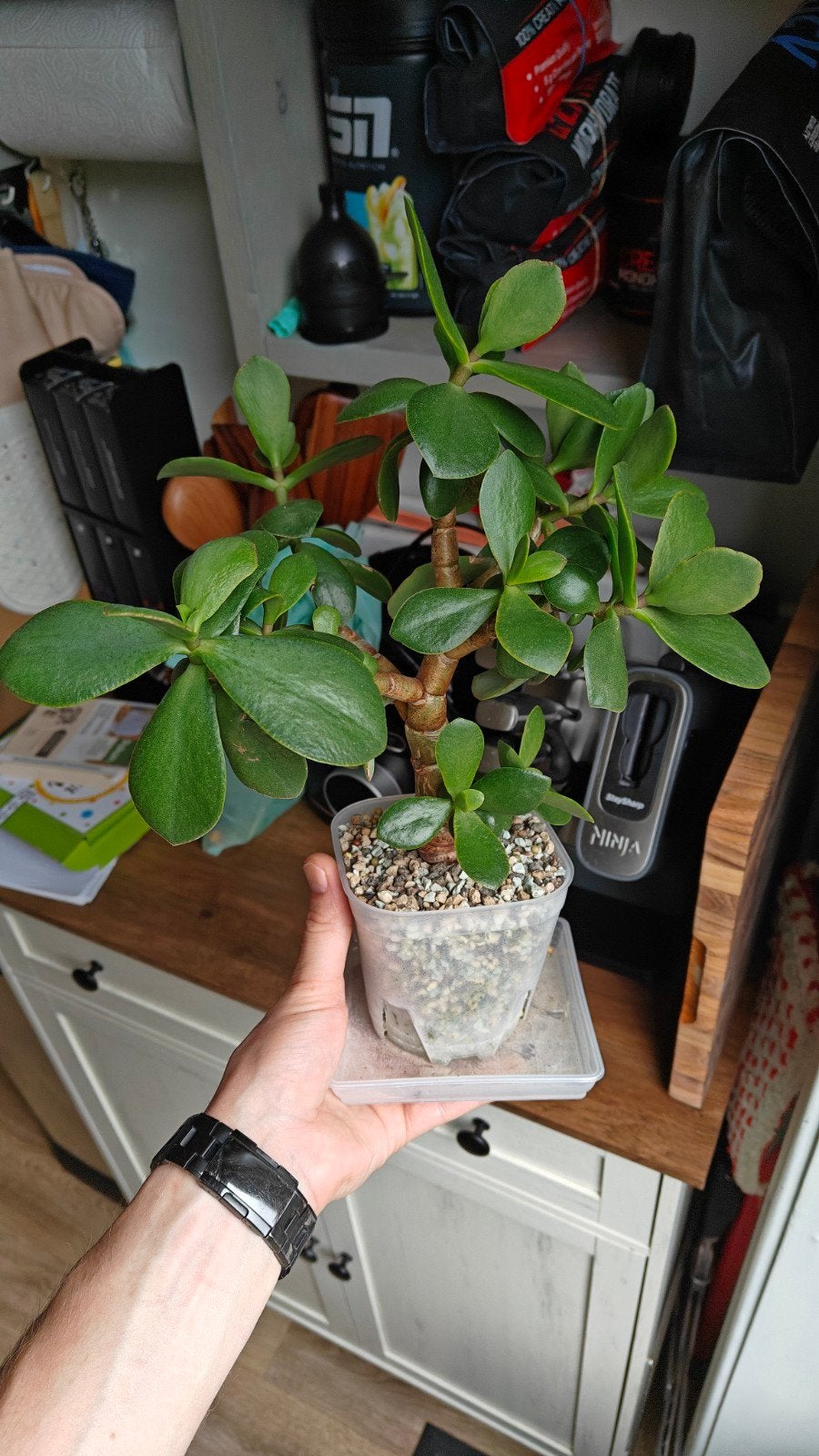 Crassula Ovata - Jadeplant - Geldboom, Tuin en Terras, Volle zon, Vaste plant, Bloeit niet, Ophalen