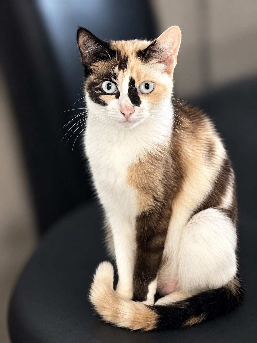 Lieve poes Amira zoekt een nieuwe warm thuis ️, 0 tot 2 jaar