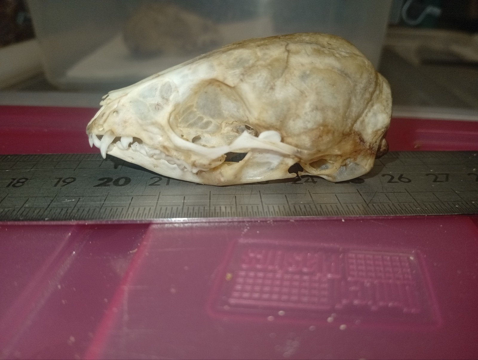 Schedel genetkat, juveniel vrouwtje, Ophalen of Verzenden, Gebruikt, Wild dier, Schedel