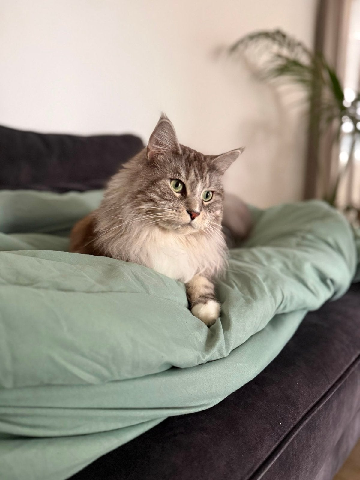 Herplaatsing: Maine coon en britse korthaar, Kater, Met stamboom, 3 tot 5 jaar