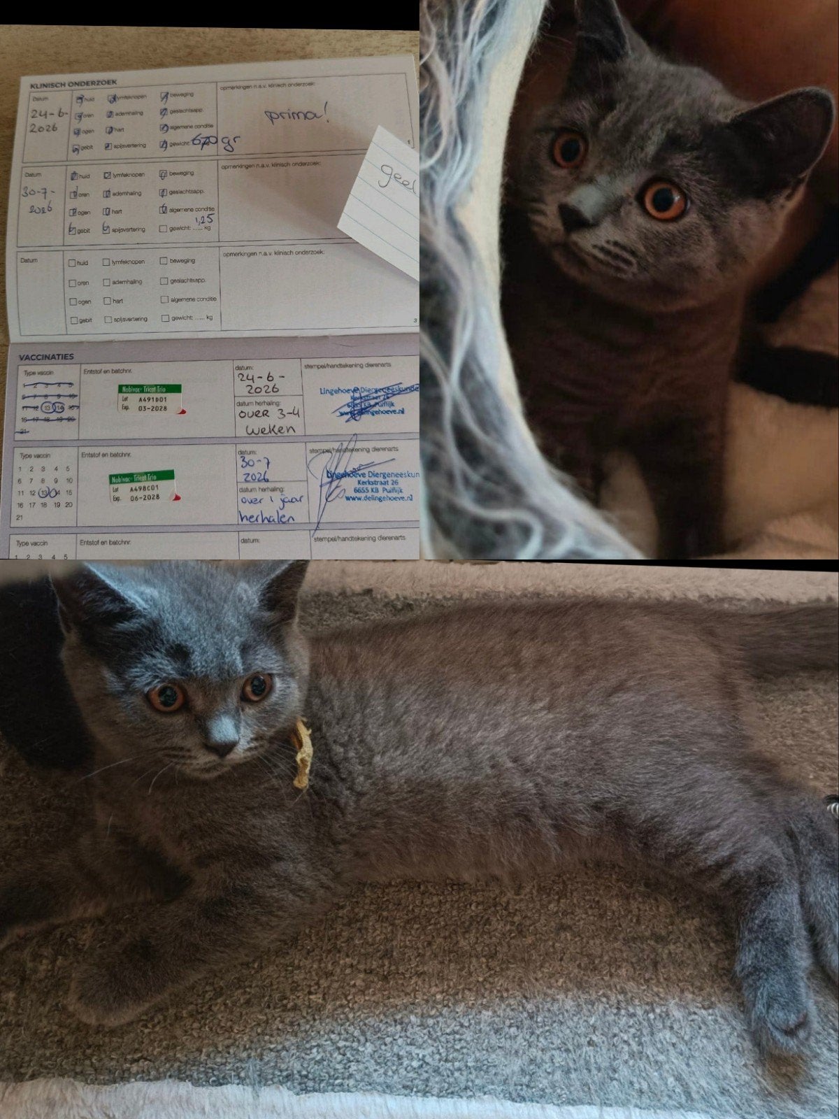 Mooi Brits korthaar katertje, 2x geënt en DA check, Dieren en Toebehoren, Katten en Kittens | Raskatten | Korthaar, Kater, Ontwormd