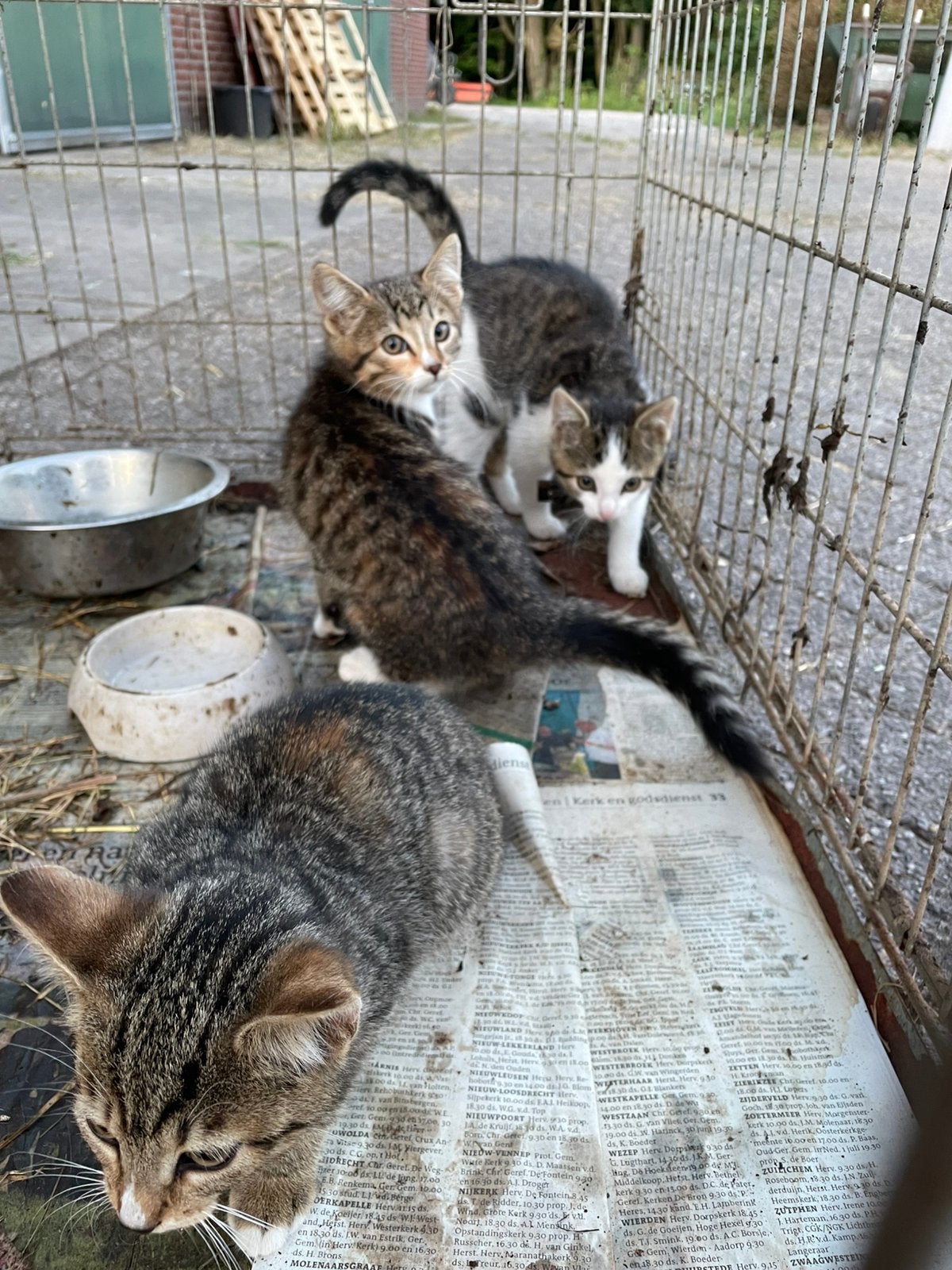 2 jonge boerderijkatten te koop, Poes