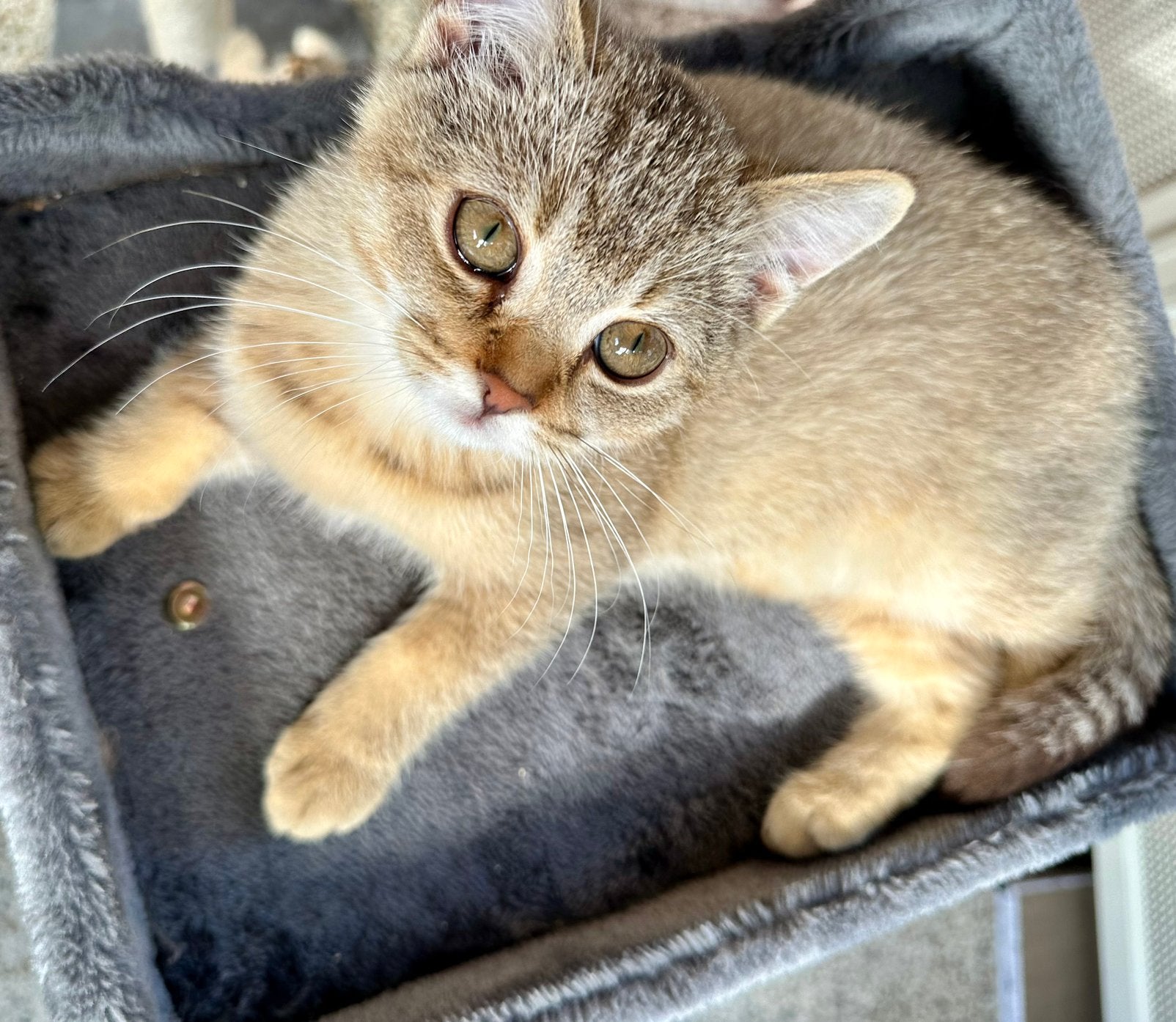 Laatste prachtige Britse korthaar golden shaded kater kitten, Dieren en Toebehoren, Meerdere dieren, Gechipt