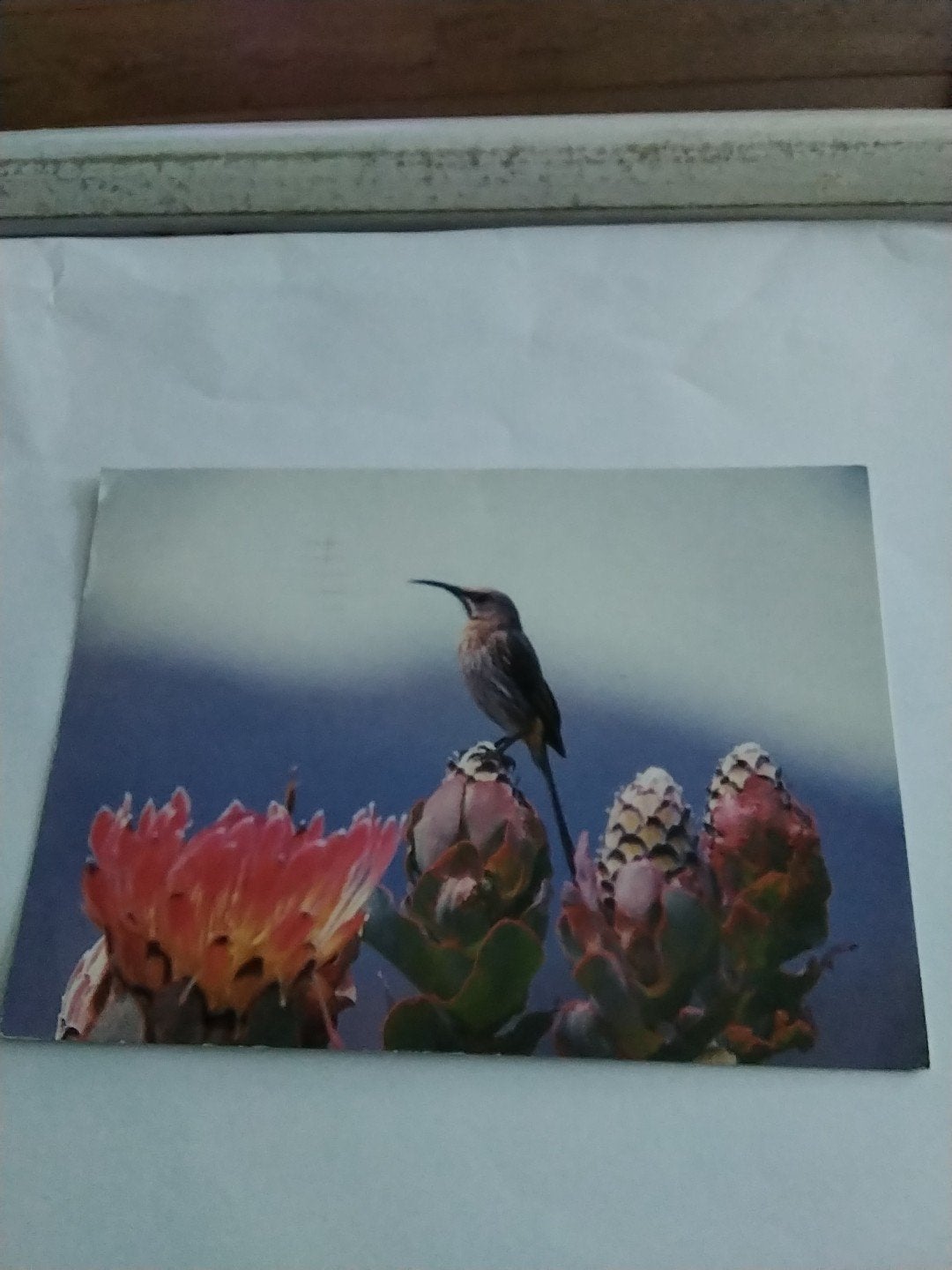 Oude ansichtkaart Kaapse Suikervogel op Protea eximia, Ophalen of Verzenden, 1960 tot 1980, Gelopen