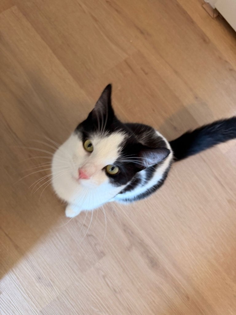 Lieve knuffelkater Tommy 1 jaar zoekt gouden mandje❤️, Dieren en Toebehoren, Katten en Kittens | Raskatten | Korthaar, Kater, Ontwormd