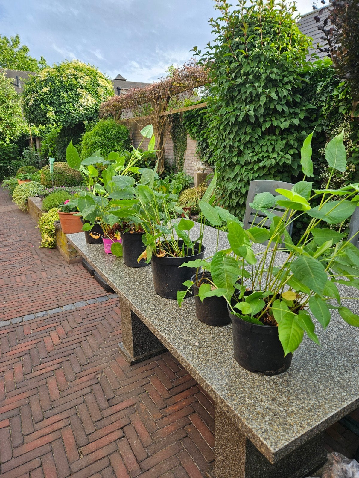 Duizendknoop (persicaria amplexicaulus), Ophalen, Overige soorten, Volle zon