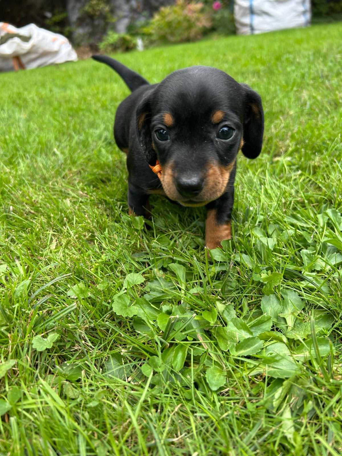 Teckelpuppy's – Dwergteckels, 4 teefjes zoeken een thuis, Fokker | Hobbymatig, 8 tot 15 weken, Teef, Dwerg