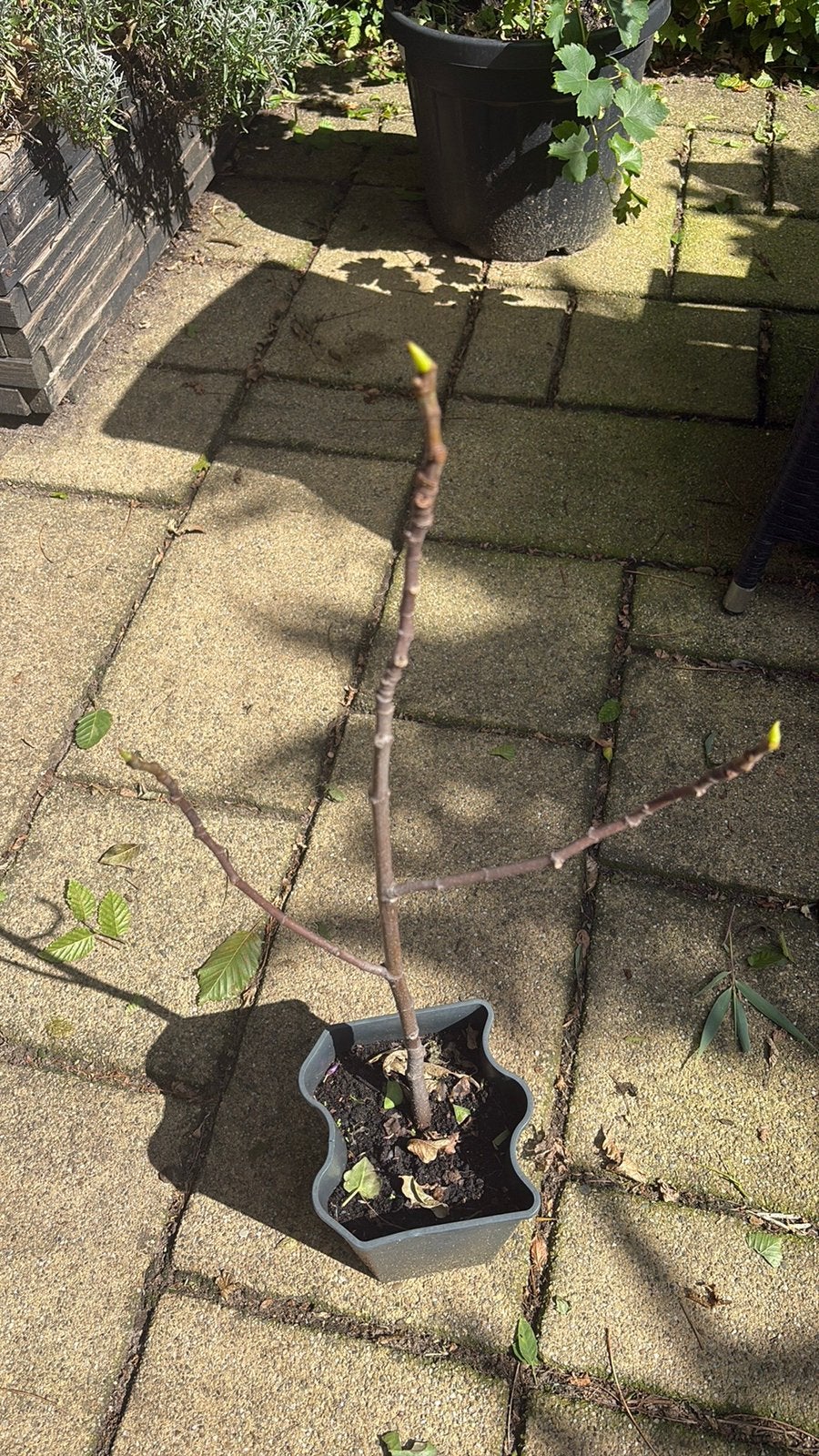 Vingenboompje vijgen boom, Ophalen, Minder dan 100 cm
