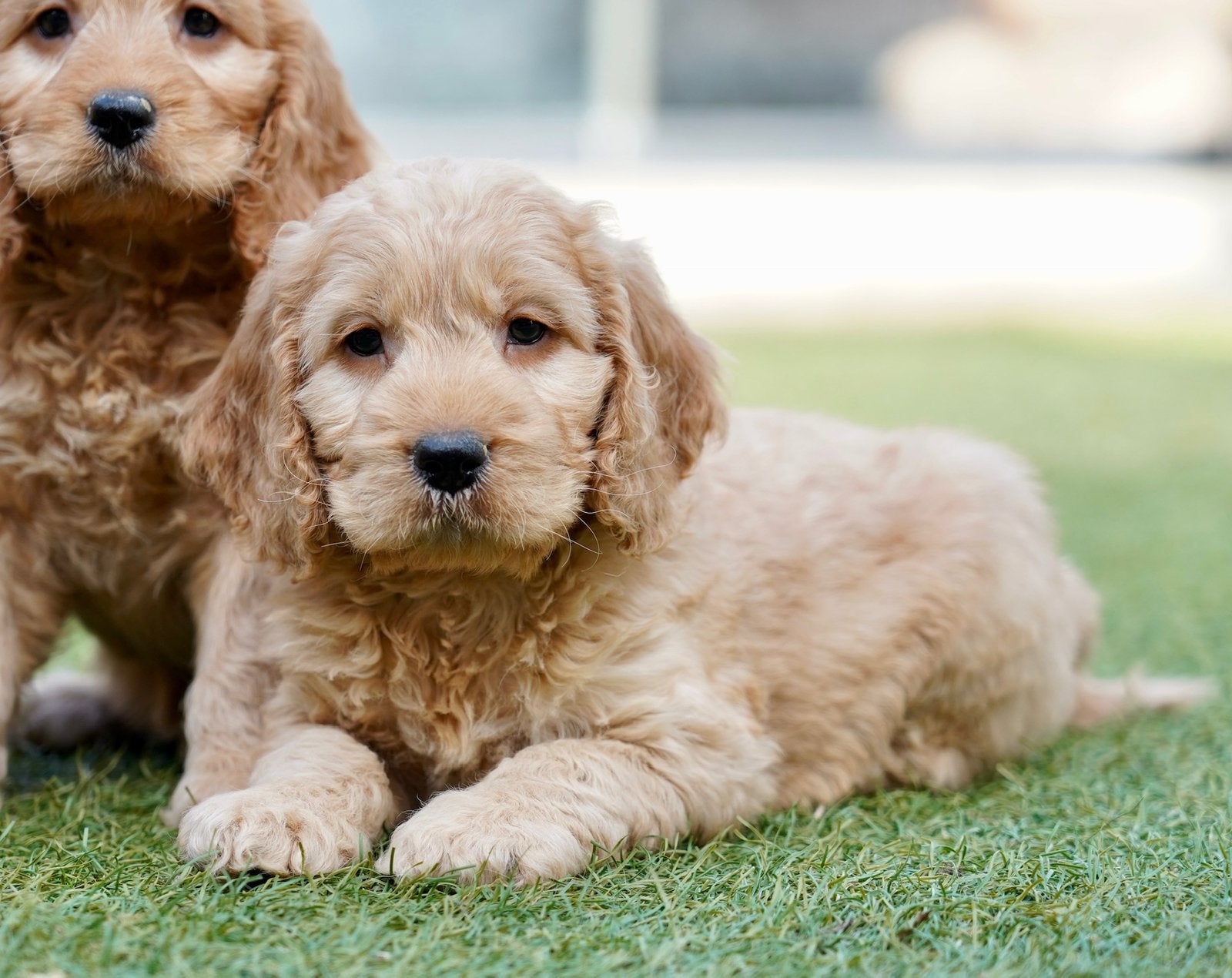 Cockapoo pups | Dwergpoedel x Engelse Cocker Spaniel, Dieren en Toebehoren, Nederland, CDV (hondenziekte), 8 tot 15 weken, Meerdere