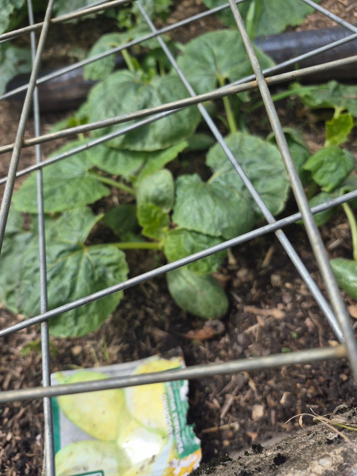 Gele courgette planten, Ophalen, Eenjarig, Groenteplanten, Volle zon