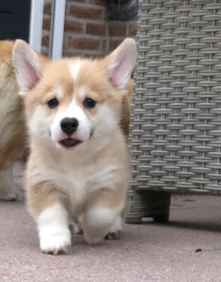Welsh corgi pembroke puppy’s, Dieren en Toebehoren, 8 tot 15 weken, Meerdere, Meerdere dieren, CDV (hondenziekte)