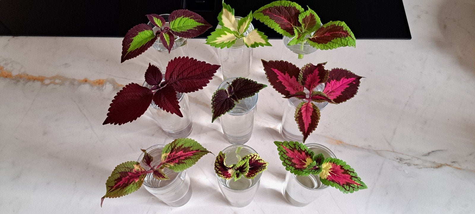 Stekjesbox: Sunshine's siernetels: 9 kleuren coleus stekjes., Ophalen of Verzenden, Halfschaduw, Minder dan 100 cm