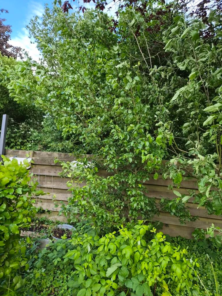 Grote Perenboom - Ideaal voor uw tuin, Lente, Volle zon, Perenboom, Ophalen of Verzenden