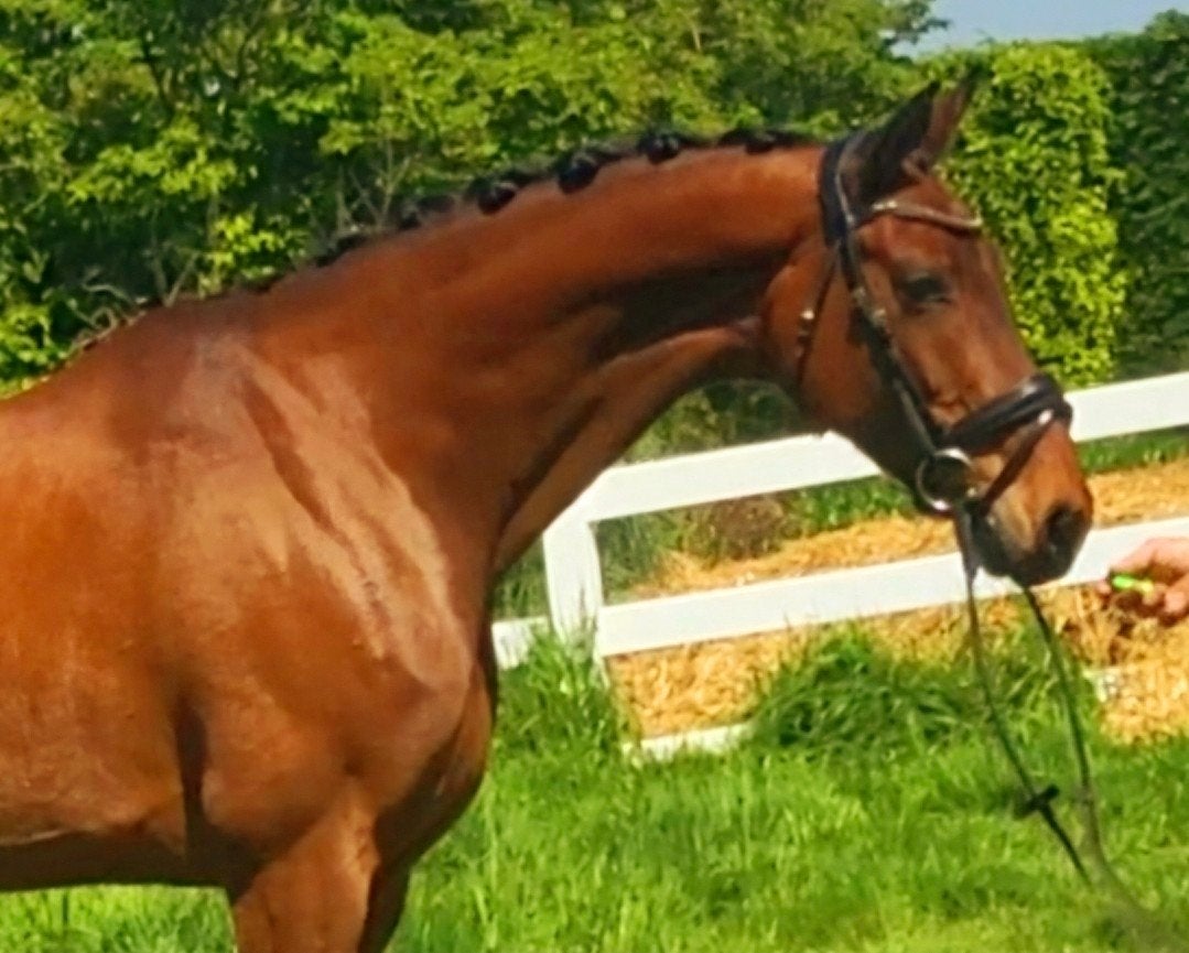 governor x zardando, Dieren en Toebehoren, Paarden, Merrie, Z, Dressuurpaard, 7 tot 10 jaar