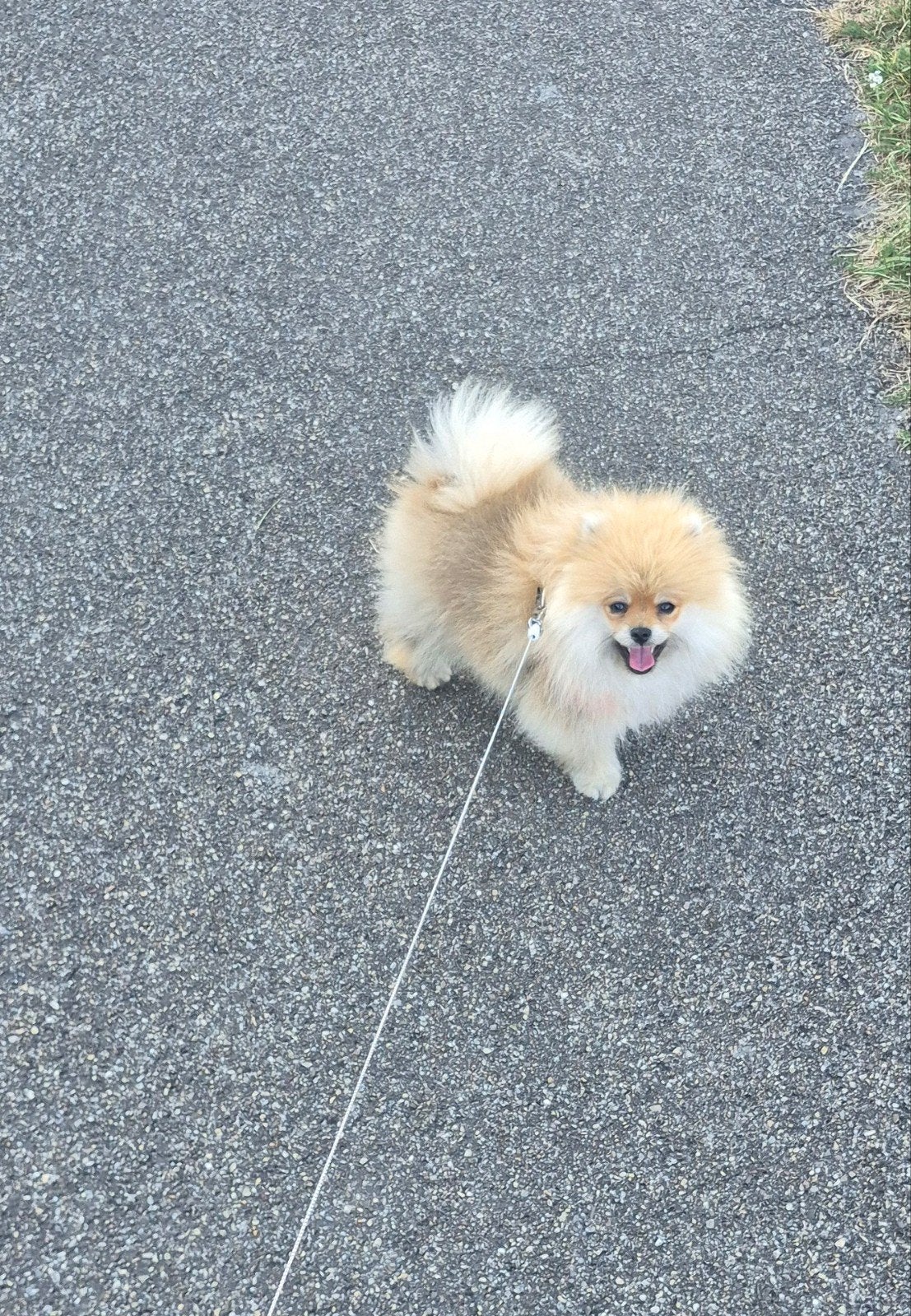 Pomeranian puppy- Reutje, Dieren en Toebehoren, Honden | Niet-rashonden, Particulier, Rabiës (hondsdolheid), 15 weken tot 1 jaar