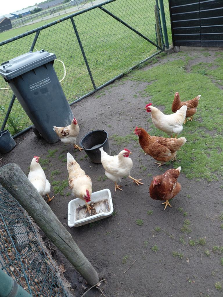 Te koop 4 jonge hanen, Dieren en Toebehoren, Pluimvee, Mannelijk, Kip