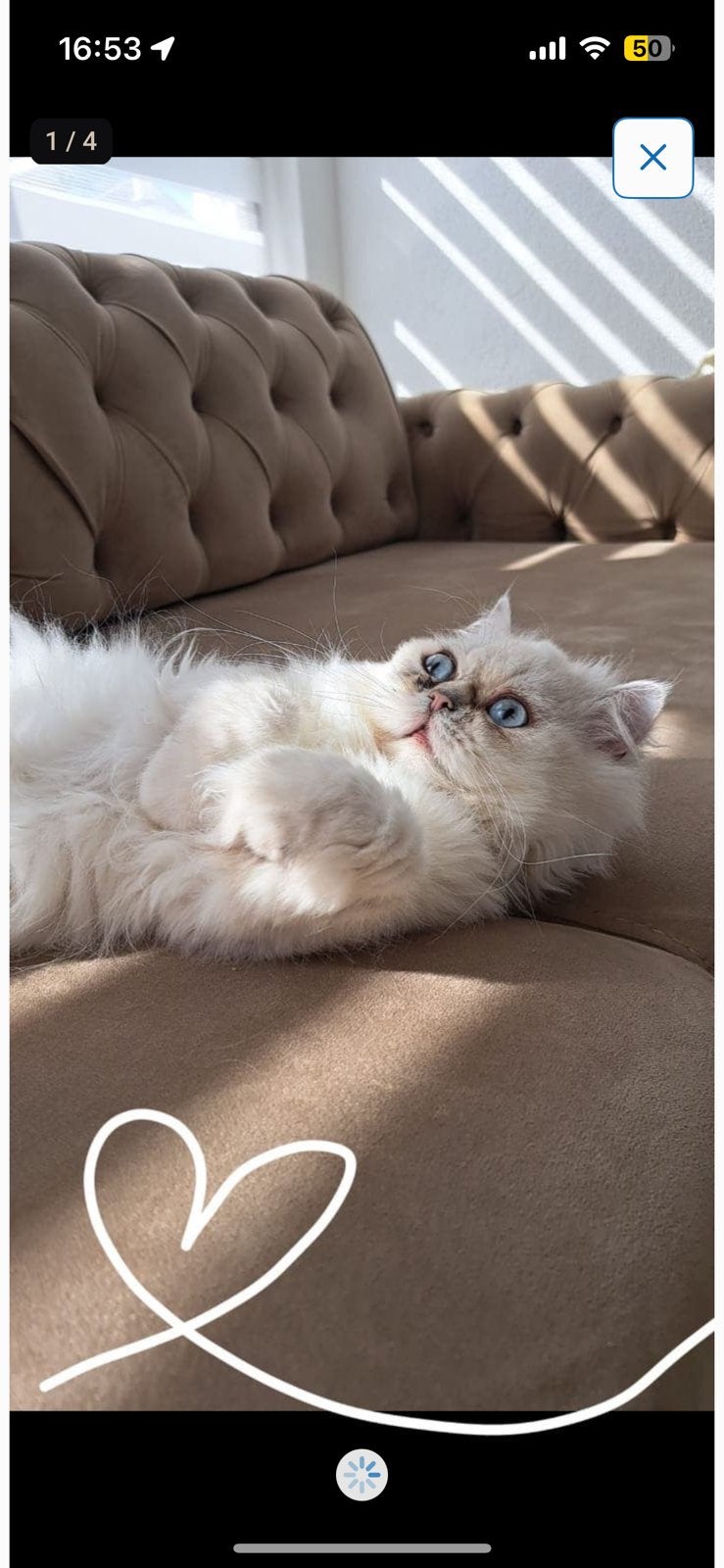 Perzische kat, Dieren en Toebehoren, Kater