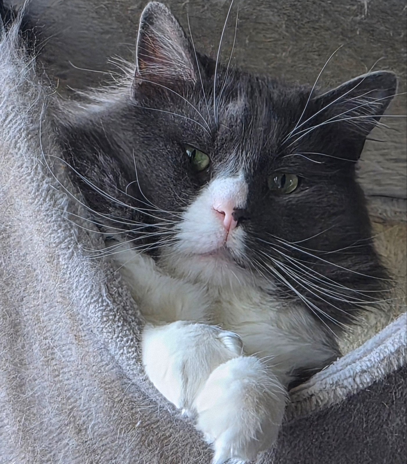 Maincoon Kater, Dieren en Toebehoren, Kater