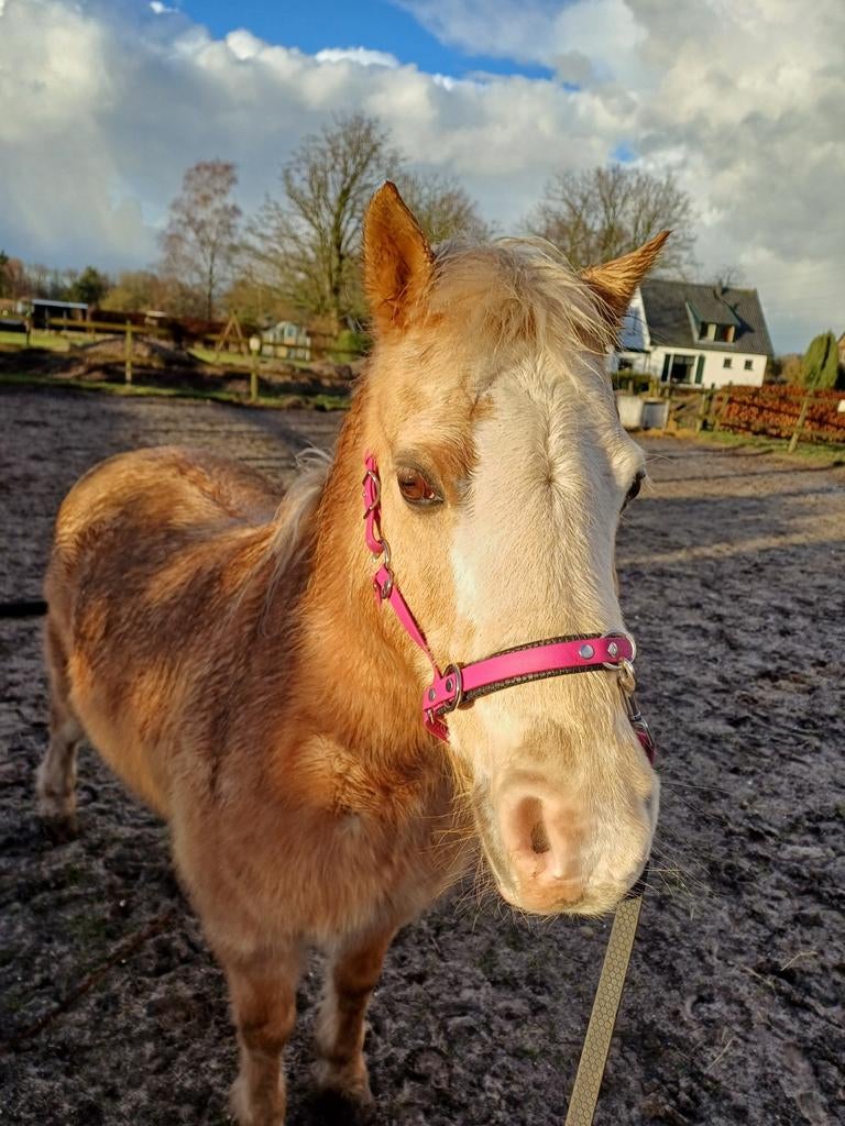 Verzorger gezocht voor lieve pony's, begeleiding aangeboden, Ophalen