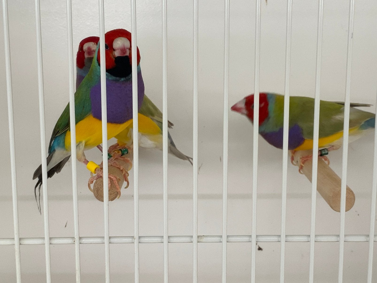Gouldamadines, Goulds Te Koop Aangeboden., Dieren en Toebehoren, Vogels | Overige Vogels, Meerdere dieren, Tropenvogel, Geringd