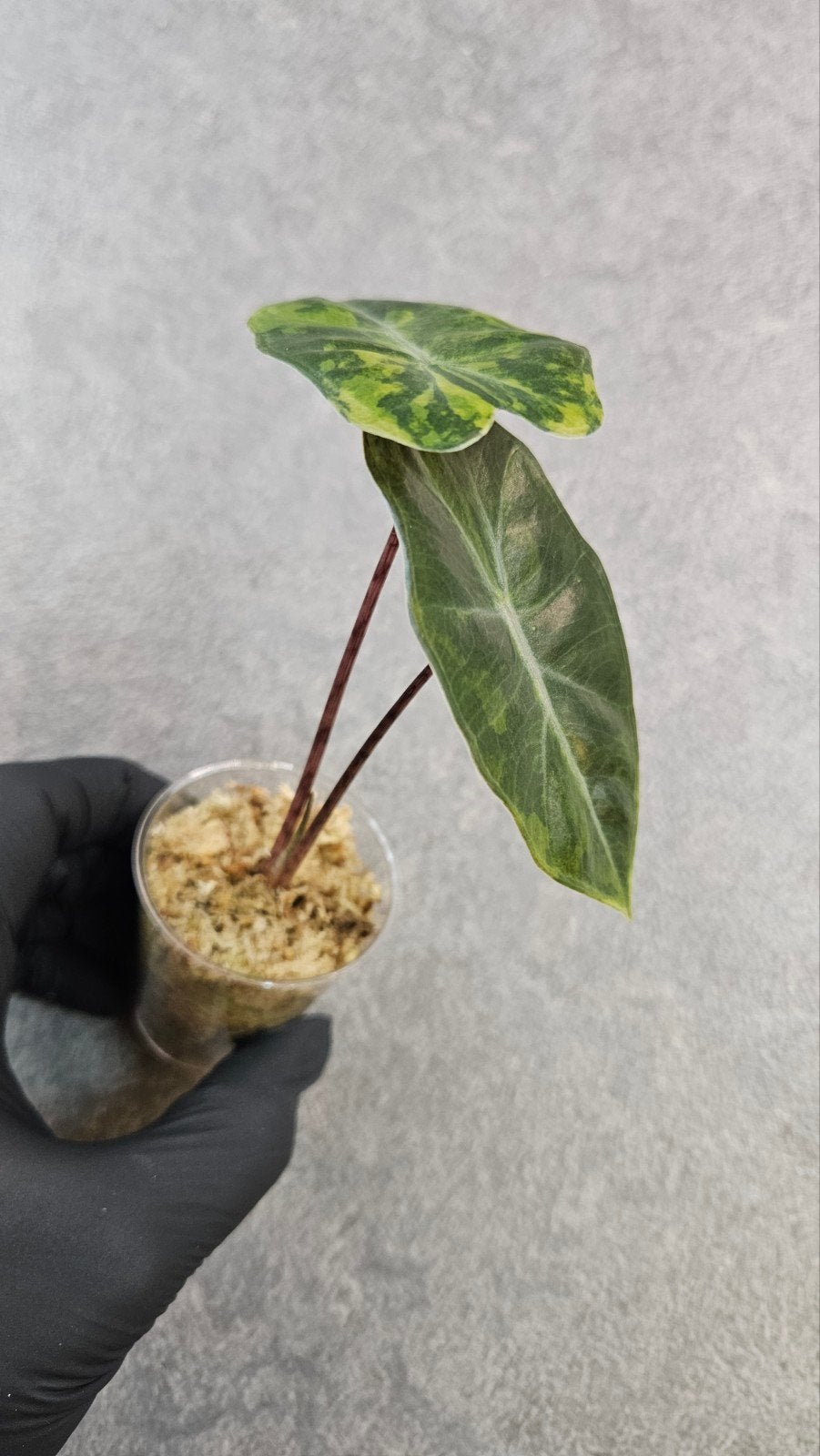 Alocasia Pseudo Sanderiana Aurea Variegata, Ophalen of Verzenden, Halfschaduw, Minder dan 100 cm