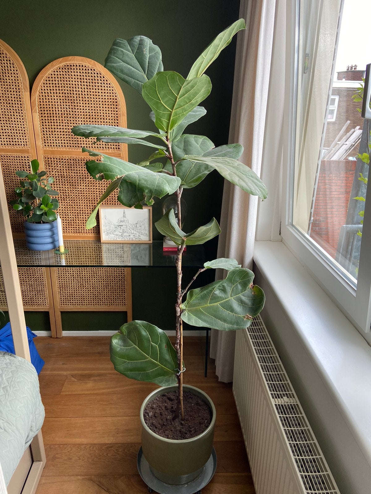 Ficus Lyrata (zonder pot), Ophalen, Ficus, Halfschaduw, Minder dan 100 cm