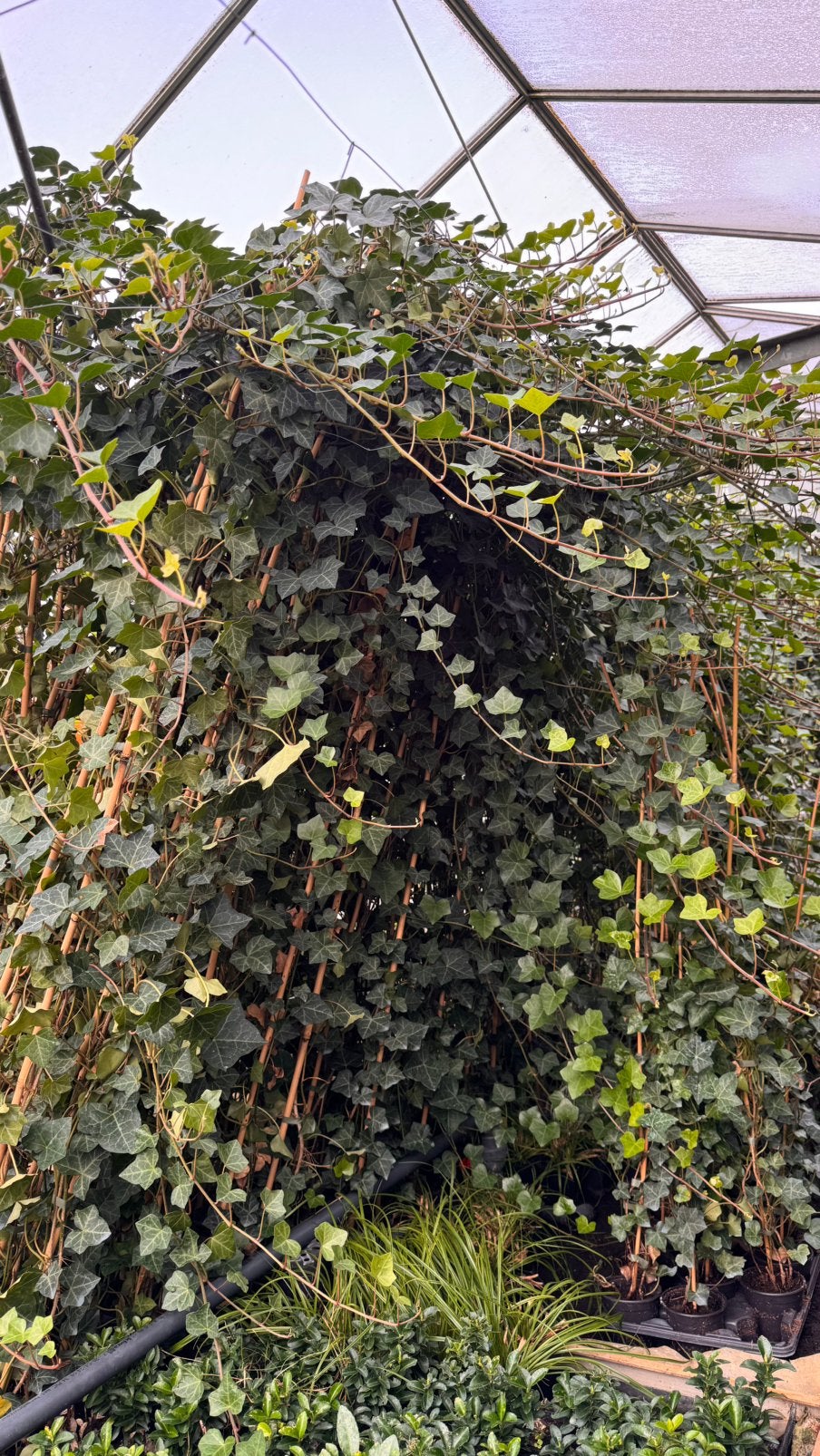 Hedera 10/20 t/m 250/300 - Reserveer nu voor later dit jaar!, Ophalen, Vaste plant, Bloeit niet, Halfschaduw