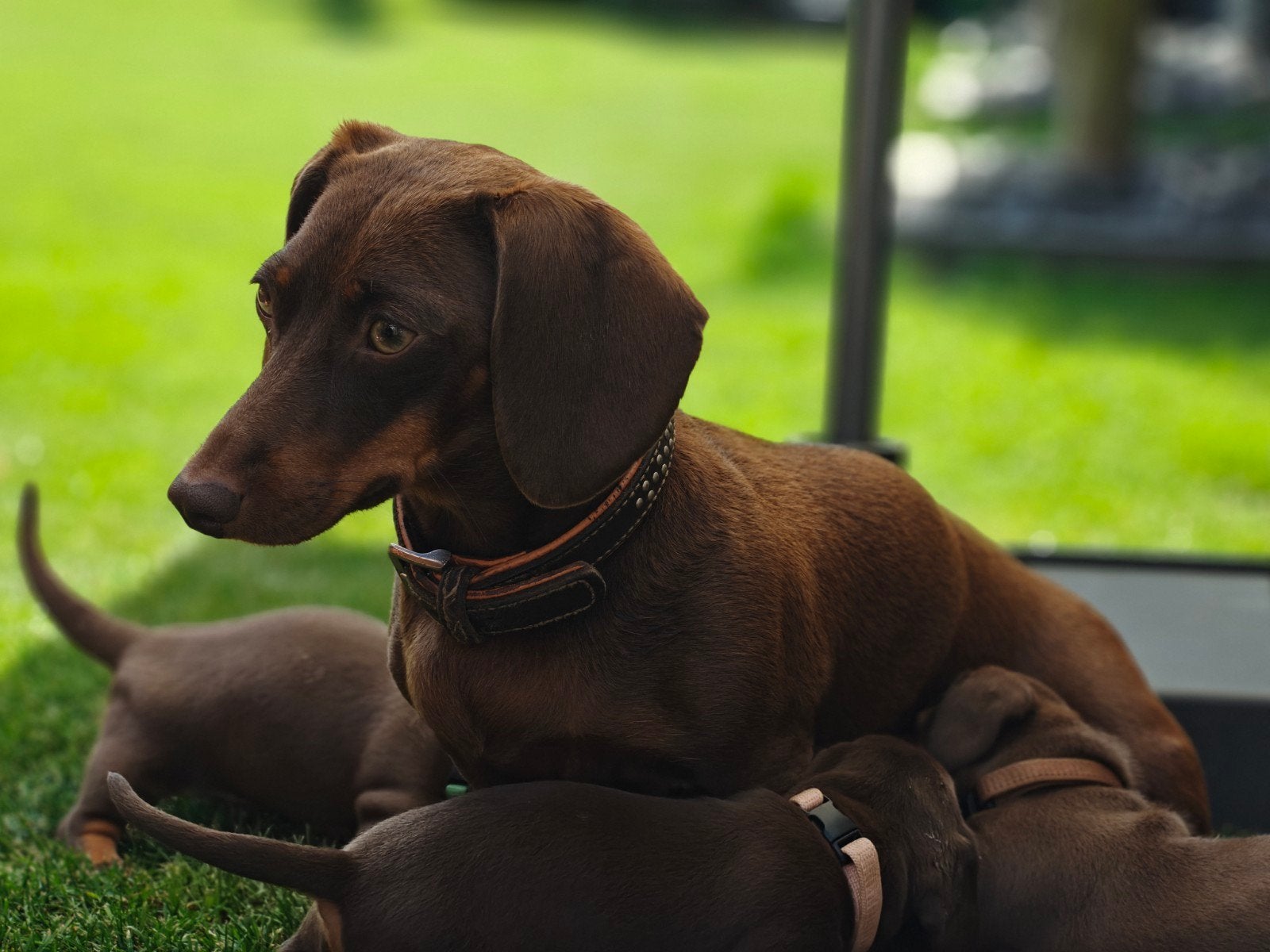 Prachtig nest dwergteckels zoekt liefdevol thuis!, Dieren en Toebehoren, Honden | Teckels en Dashonden, Parvo, 8 tot 15 weken